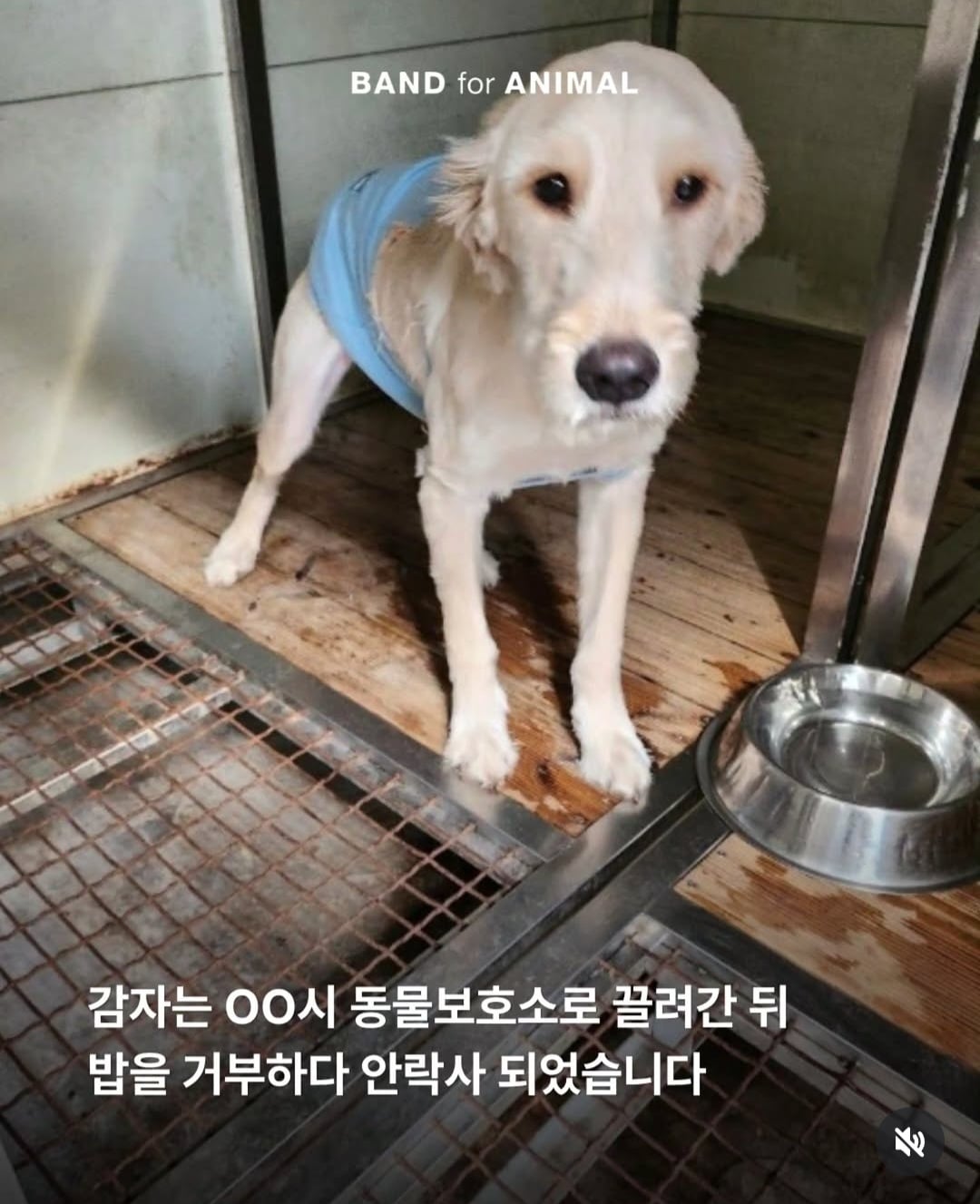 주인이 유기견이라고 거짓 신고해 결국 보호소에서 안락사 당한 강아지 감자.jpg | 인스티즈