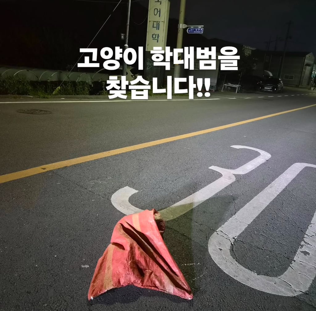 움직일 수도 없게 묶인채 도로에 버려진 고양이, 경산시 제보바람 | 인스티즈
