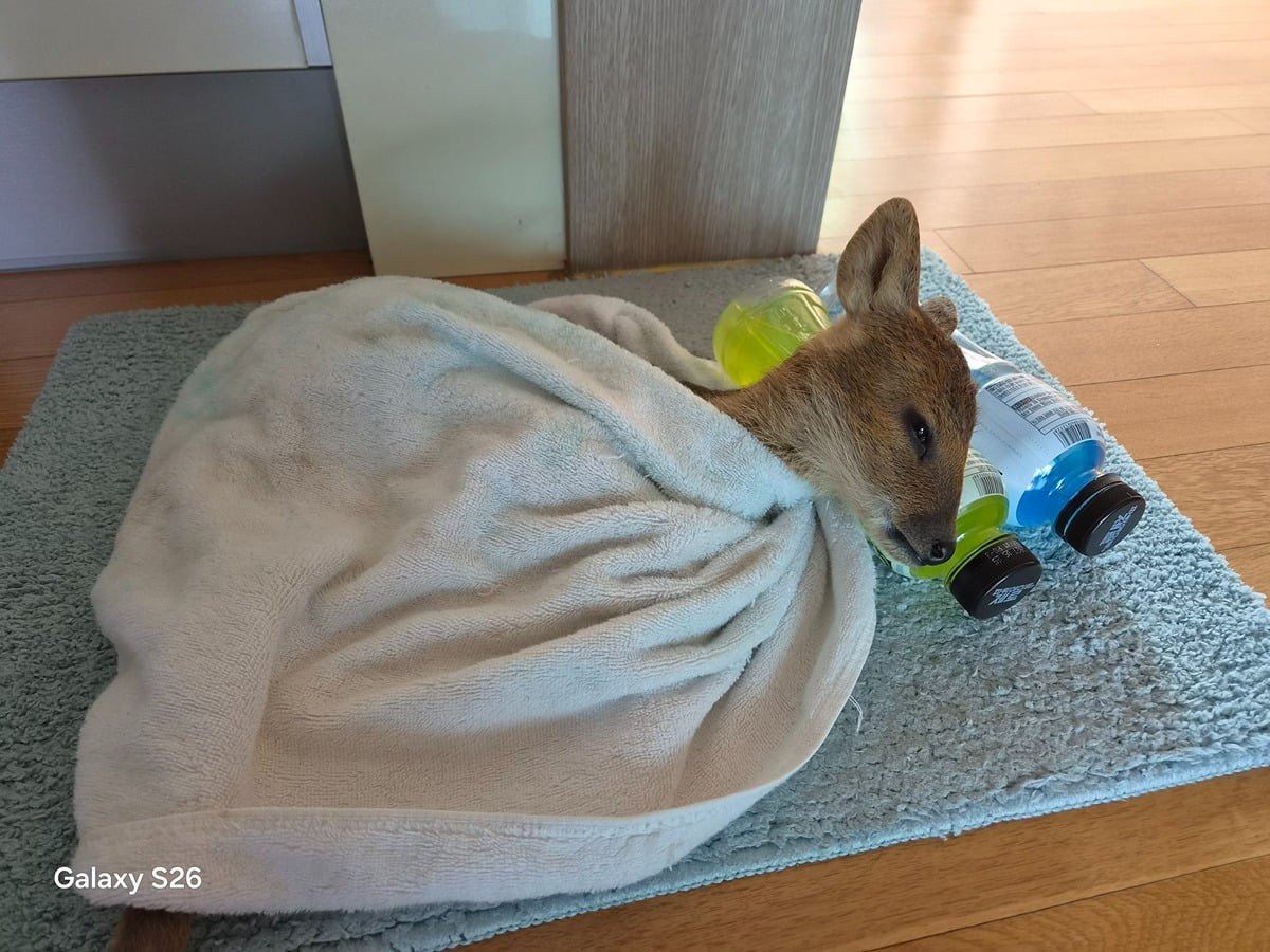 이모부가 구조하신 고라니라는데 넘 귀여워 | 인스티즈