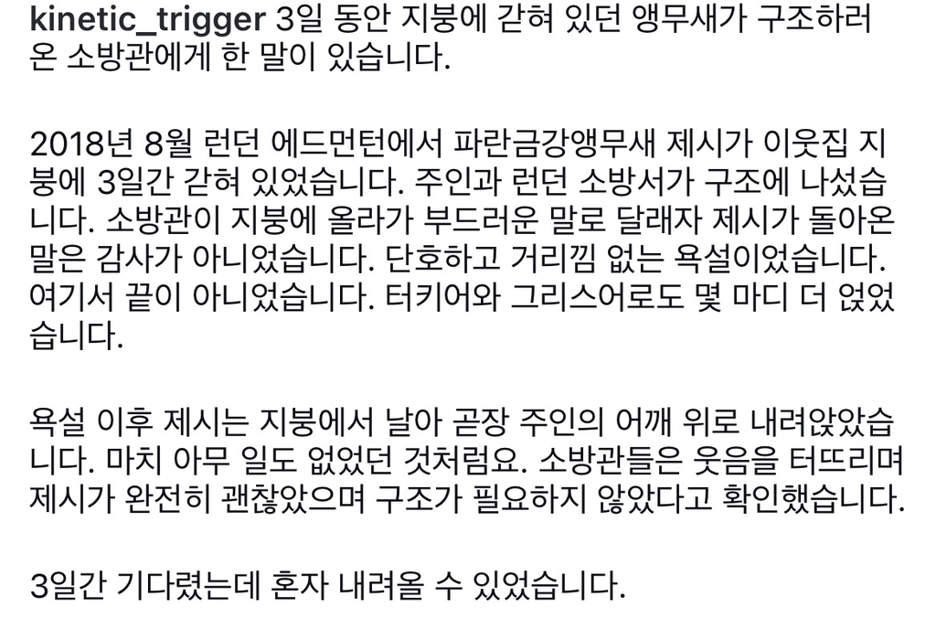 3일간 지붕에 갇혀있던 앵무새, 구조하러 온 소방관에게 "꺼져” 라고 말했다 | 인스티즈