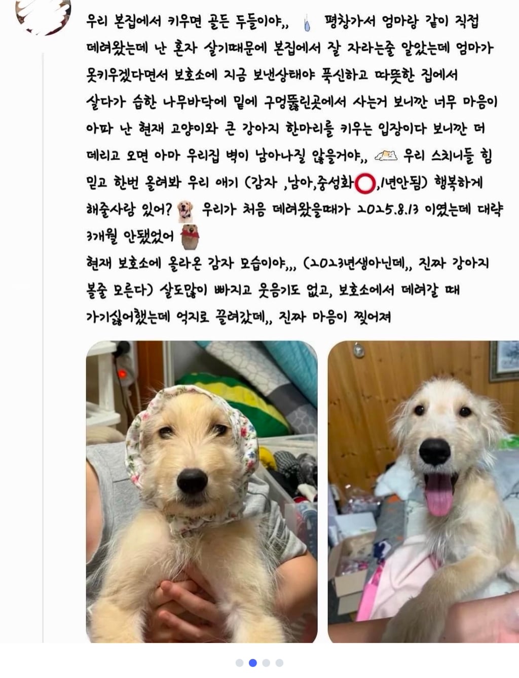 키우던 강아지 유기동물이라며 시보호소 신고, 결국 안락사 | 인스티즈