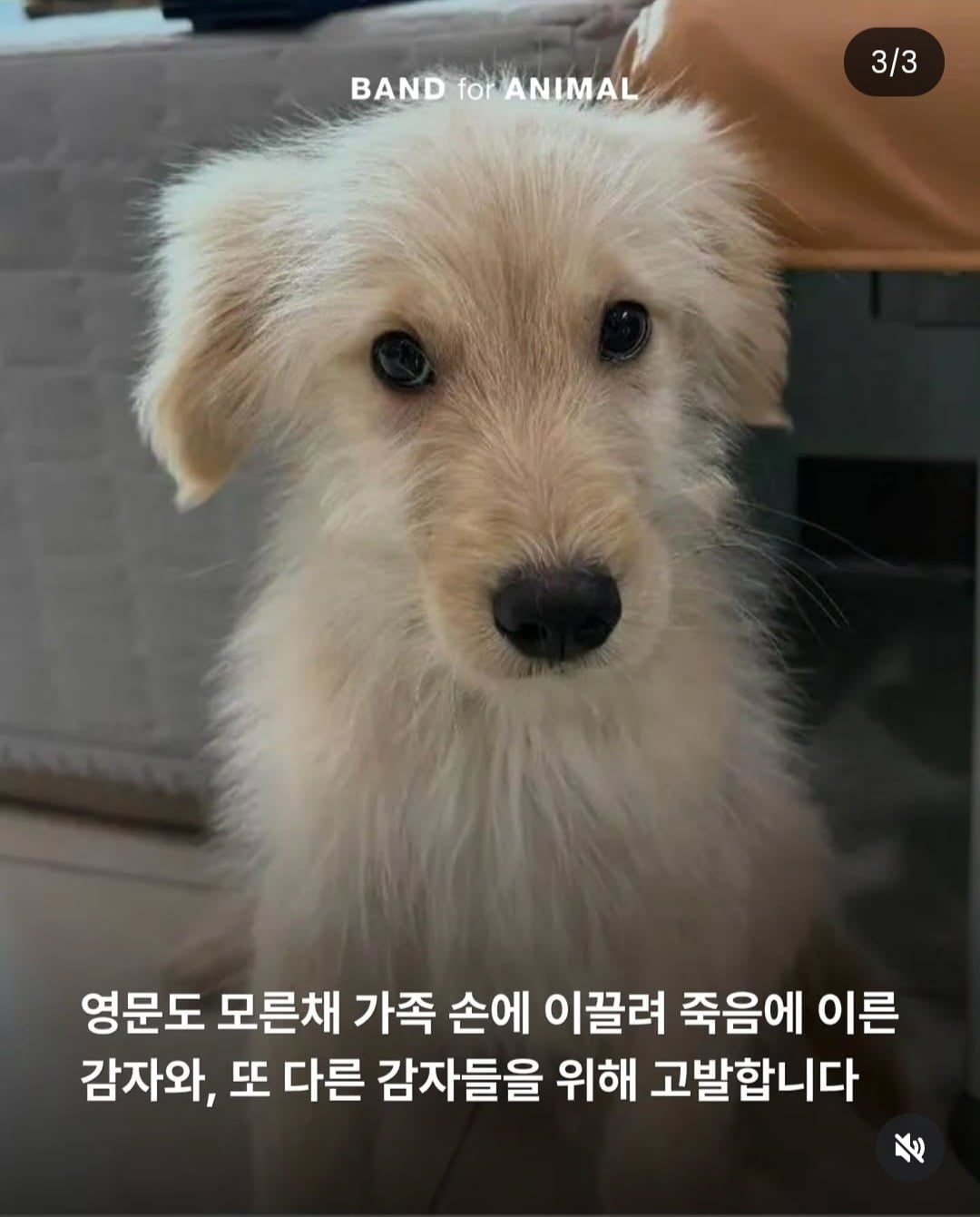 주인이 유기견이라고 거짓 신고해 결국 보호소에서 안락사 당한 강아지 감자.jpg | 인스티즈
