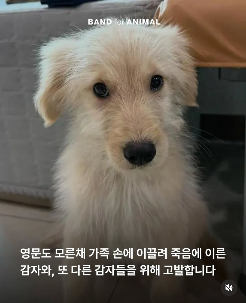 키우던 강아지 유기동물이라며 시보호소 신고, 결국 안락사 | 인스티즈
