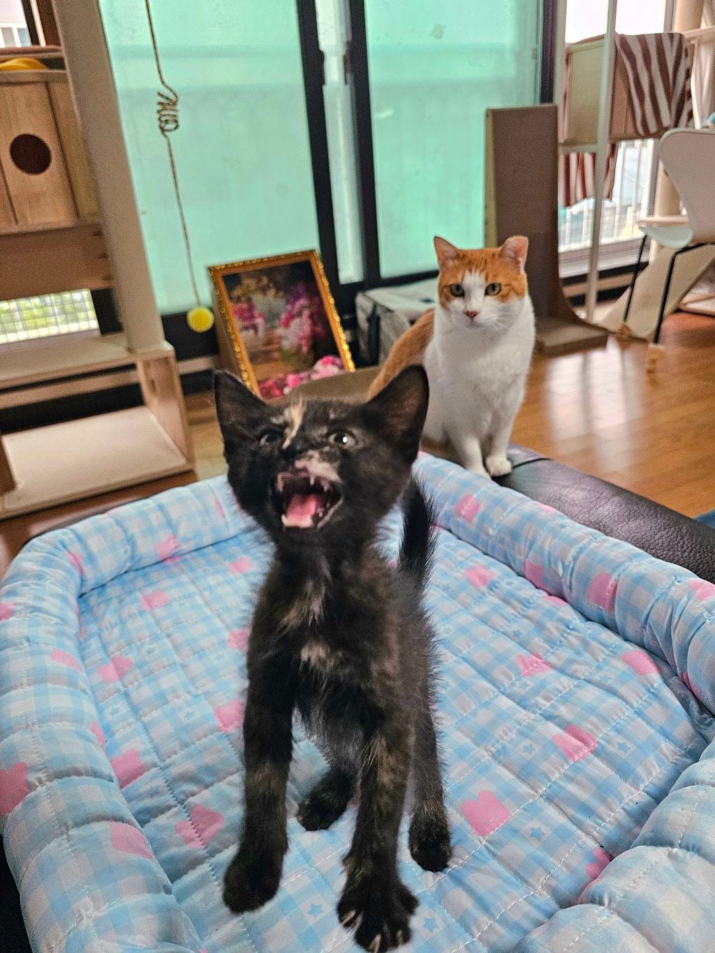 [입양홍보] 아기맹수 카오스냥 레오의 평생가족을 찾아요!! | 인스티즈