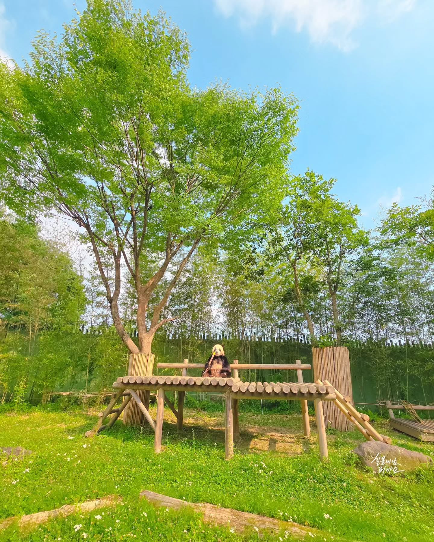 초록이 퍼컬인 러바오 야외 방사장 | 인스티즈