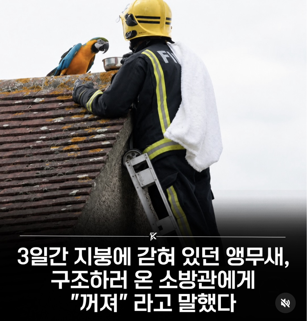 3일간 지붕에 갇혀있던 앵무새, 구조하러 온 소방관에게 "꺼져” 라고 말했다 | 인스티즈