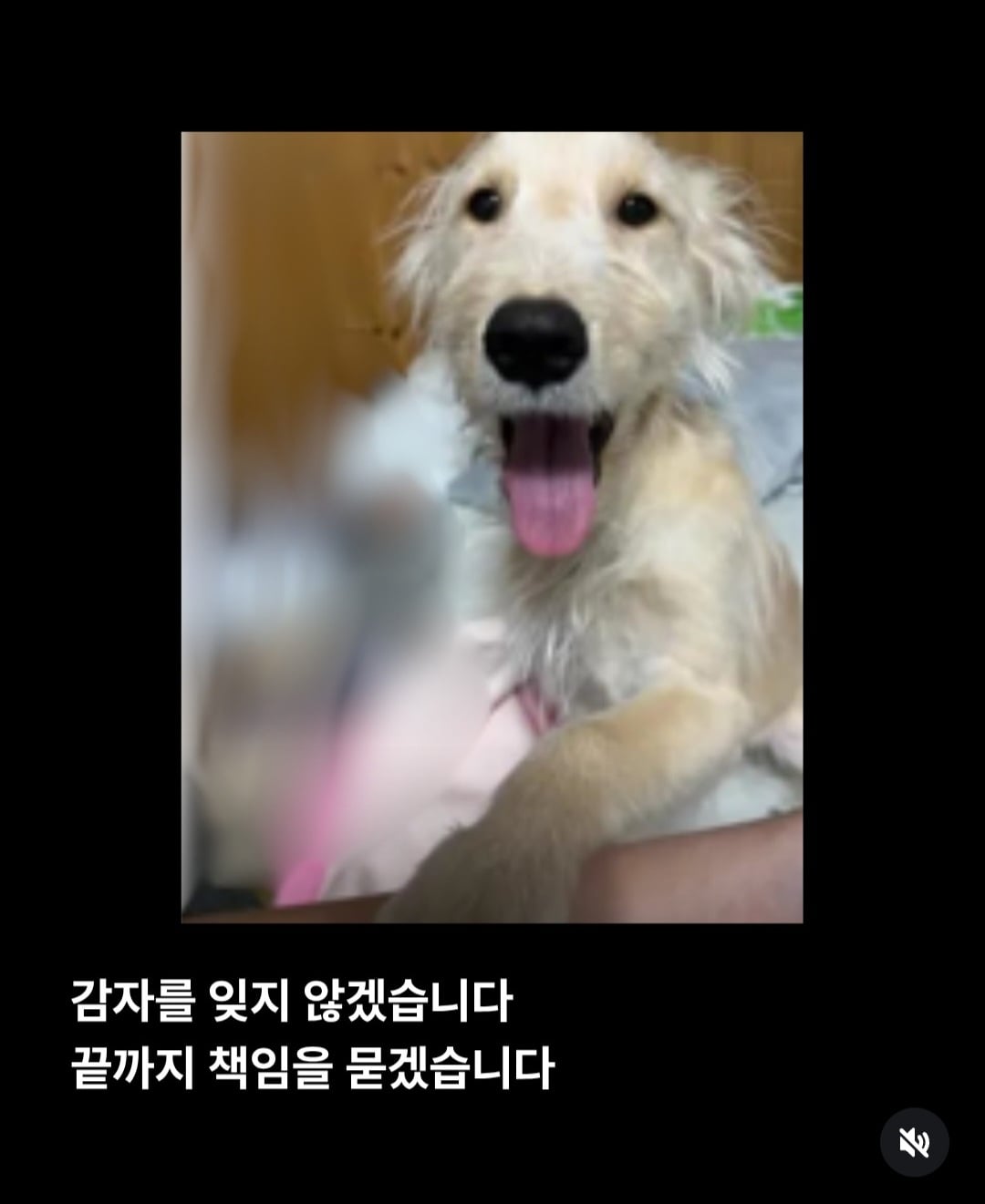 주인이 유기견이라고 거짓 신고해 결국 보호소에서 안락사 당한 강아지 감자.jpg | 인스티즈
