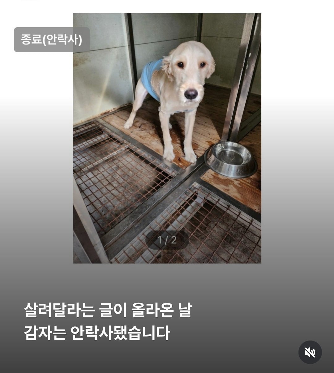 주인이 유기견이라고 거짓 신고해 결국 보호소에서 안락사 당한 강아지 감자.jpg | 인스티즈