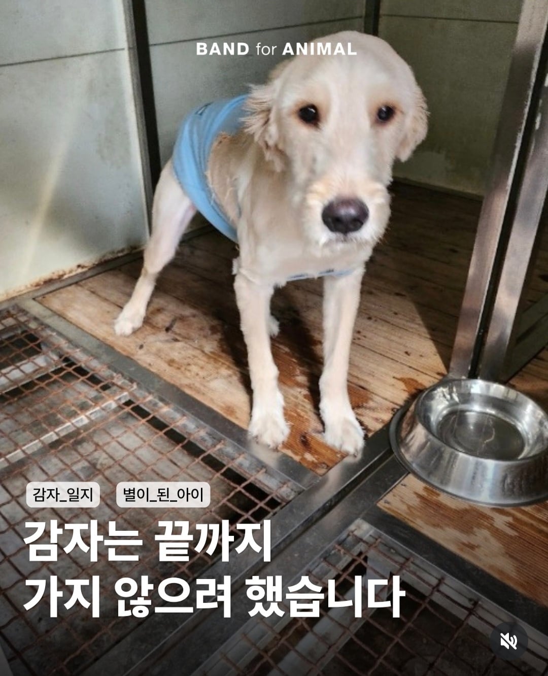 주인이 유기견이라고 거짓 신고해 결국 보호소에서 안락사 당한 강아지 감자.jpg | 인스티즈