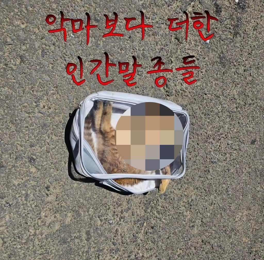 움직일 수도 없게 묶인채 도로에 버려진 고양이, 경산시 제보바람 | 인스티즈