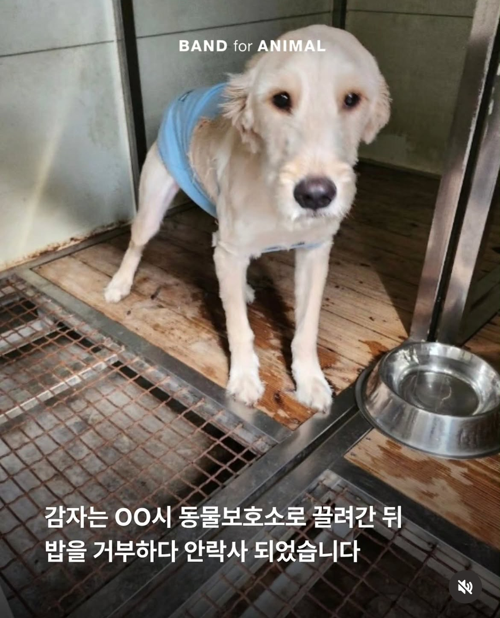 키우던 강아지 유기동물이라며 시보호소 신고, 결국 안락사 | 인스티즈
