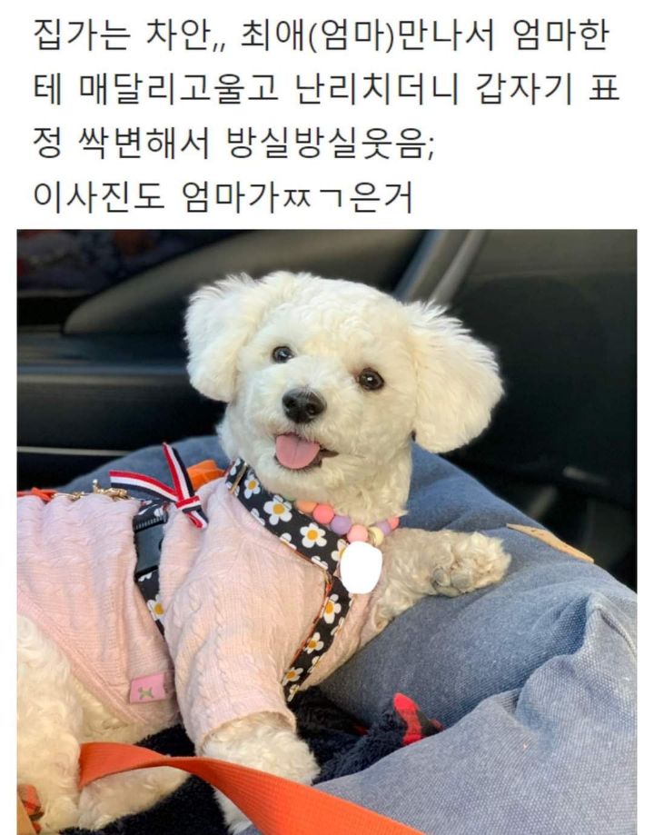 강아지랑 제주도여행 가지마라 | 인스티즈