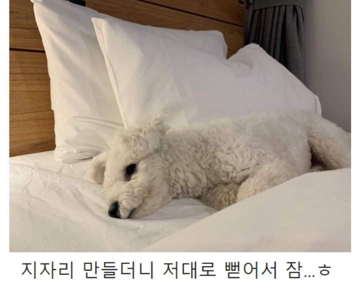 강아지랑 제주도여행 가지마라 | 인스티즈