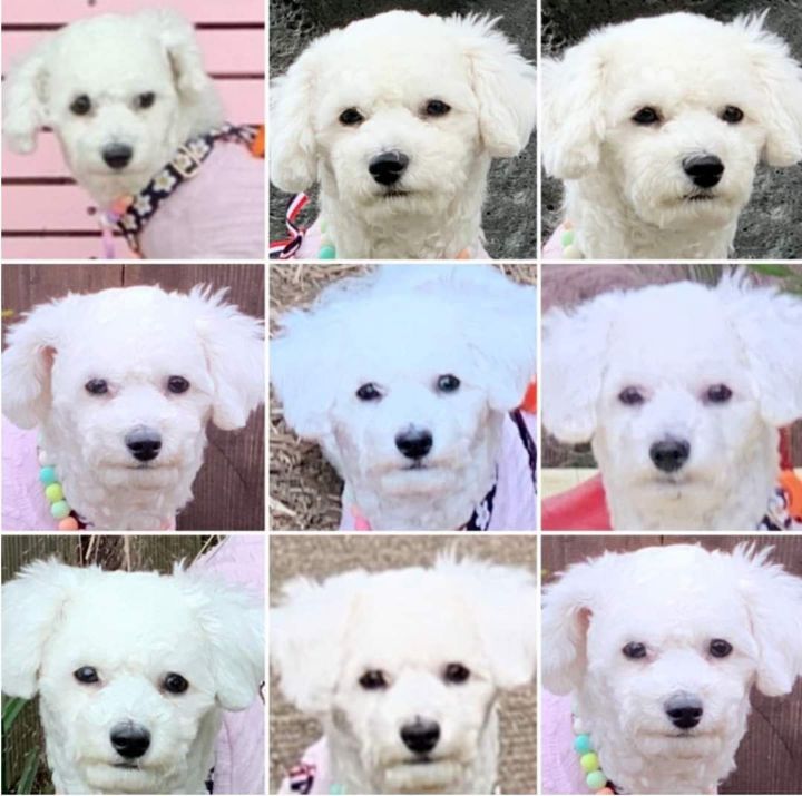 강아지랑 제주도여행 가지마라 | 인스티즈