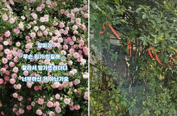 [잡담] 장미 명소에서 장미 훔쳐간 사람 변명 봄? | 인스티즈