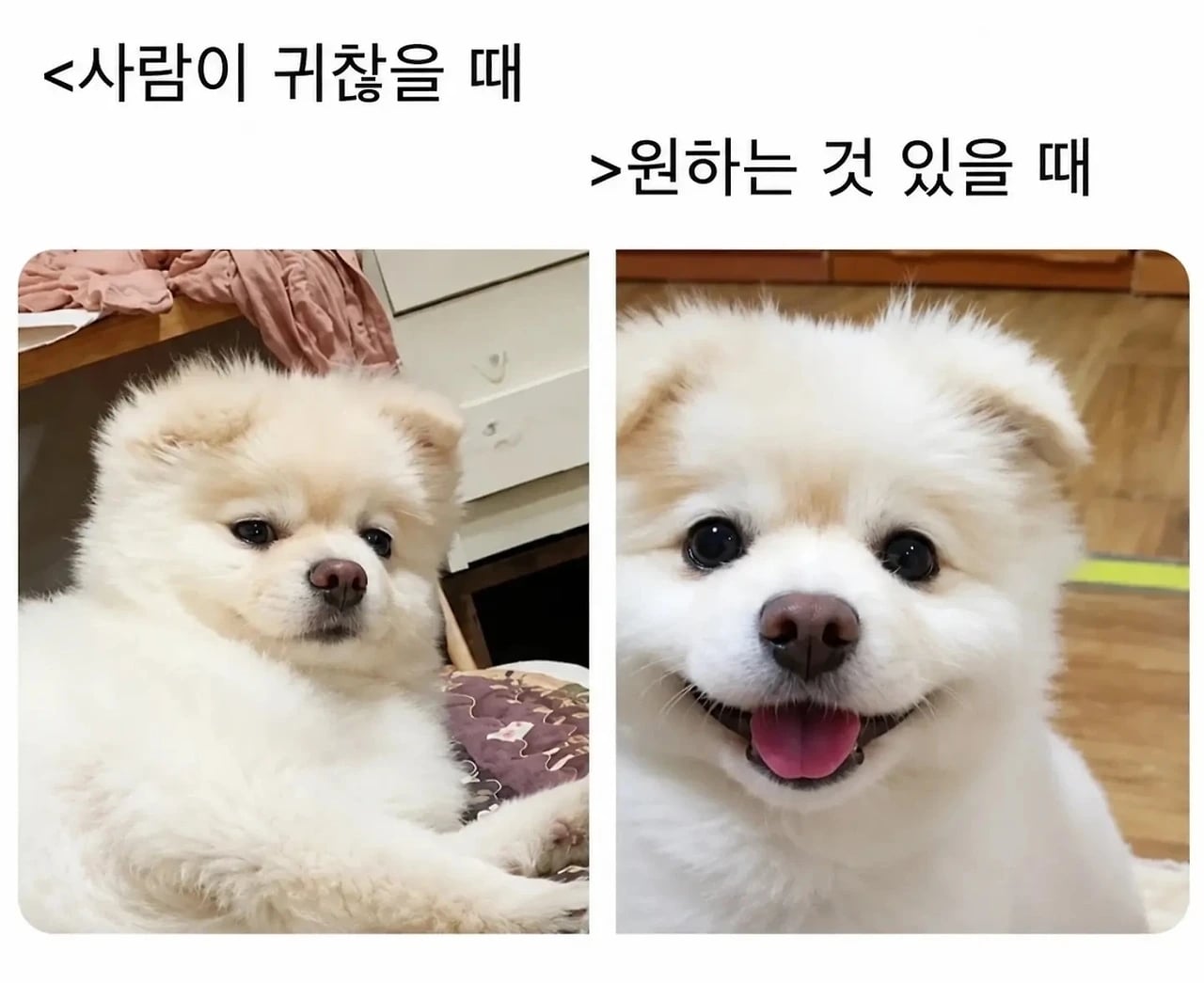 강아지 주인들은 다 안다는 국룰 표정ㅋㅋㅋㅋㅋ | 인스티즈