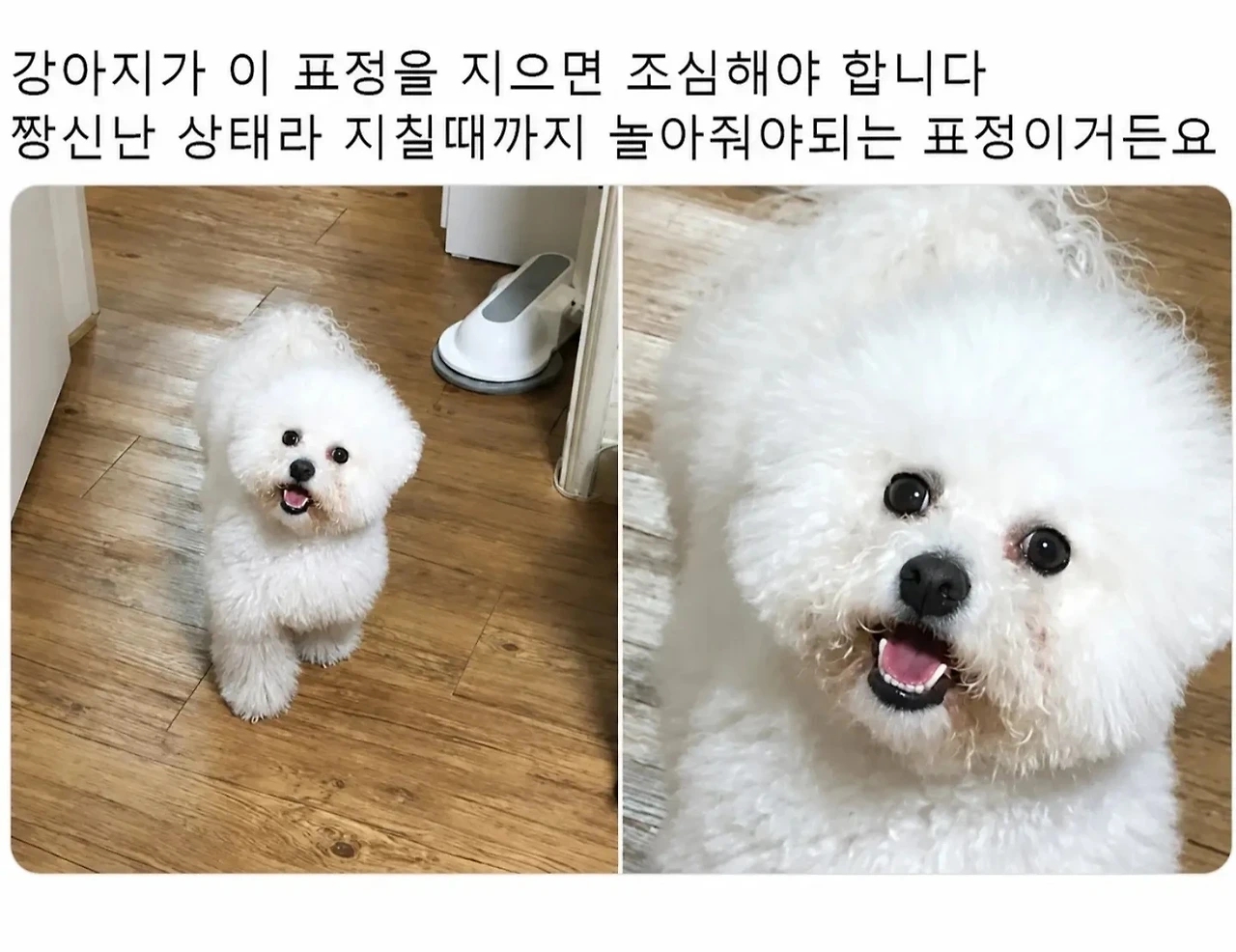 강아지 주인들은 다 안다는 국룰 표정ㅋㅋㅋㅋㅋ | 인스티즈