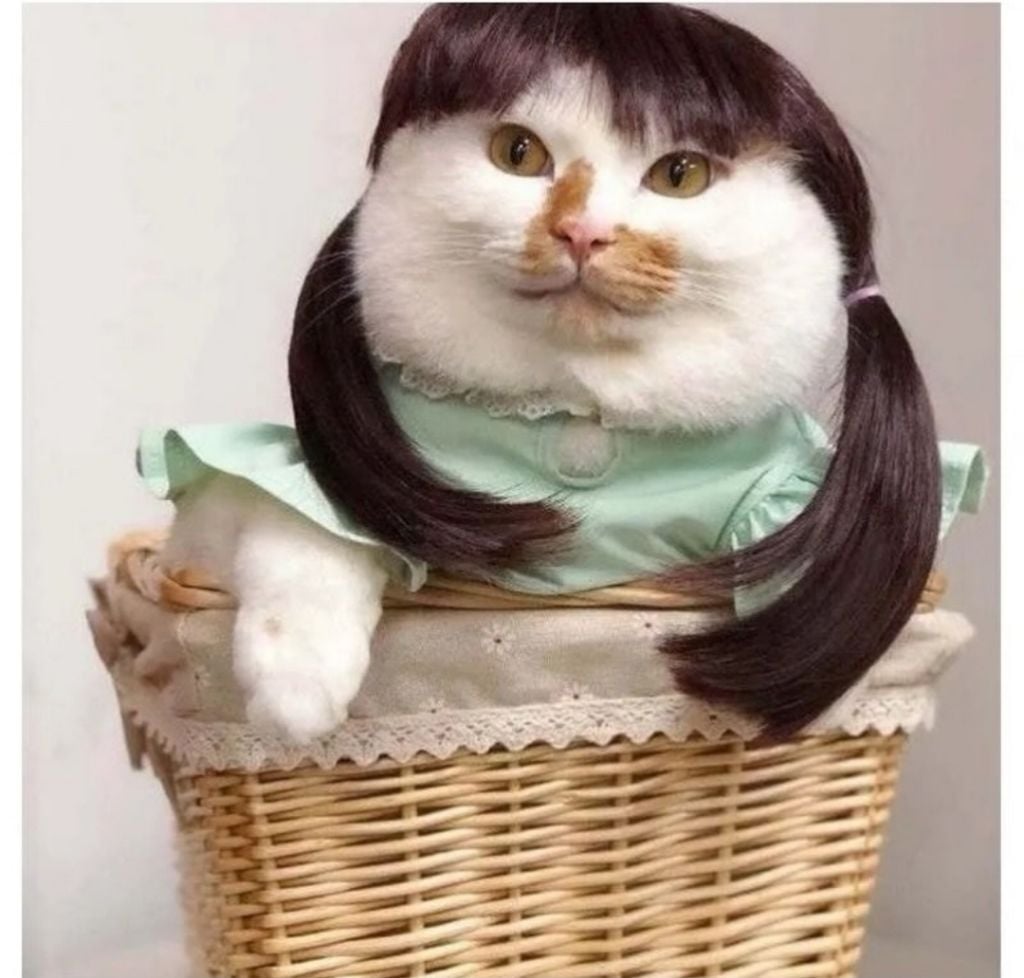 진짜 고양이 상인 연예인 | 인스티즈