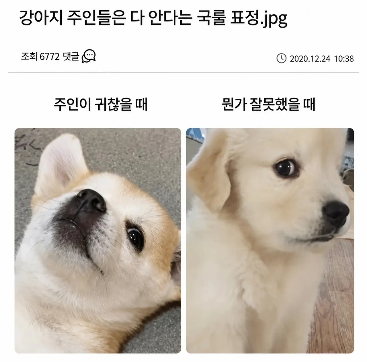 강아지 주인들은 다 안다는 국룰 표정ㅋㅋㅋㅋㅋ | 인스티즈