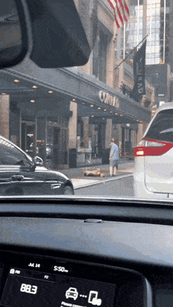 속터지는 댕댕이 주인.gif | 인스티즈