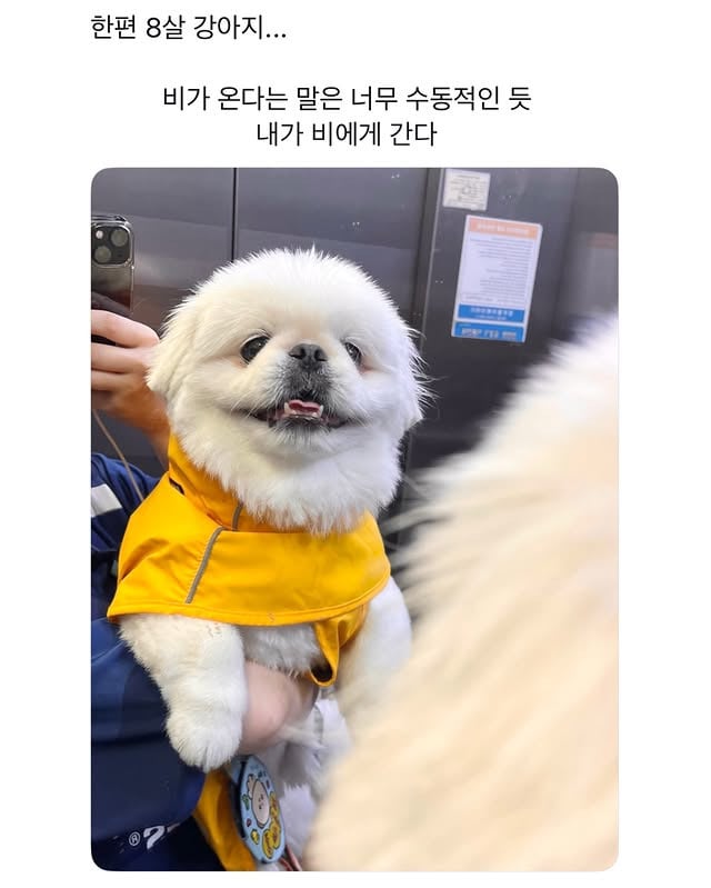 왜 우비를 입어야하는지 이해 못하고 서러워함 | 인스티즈