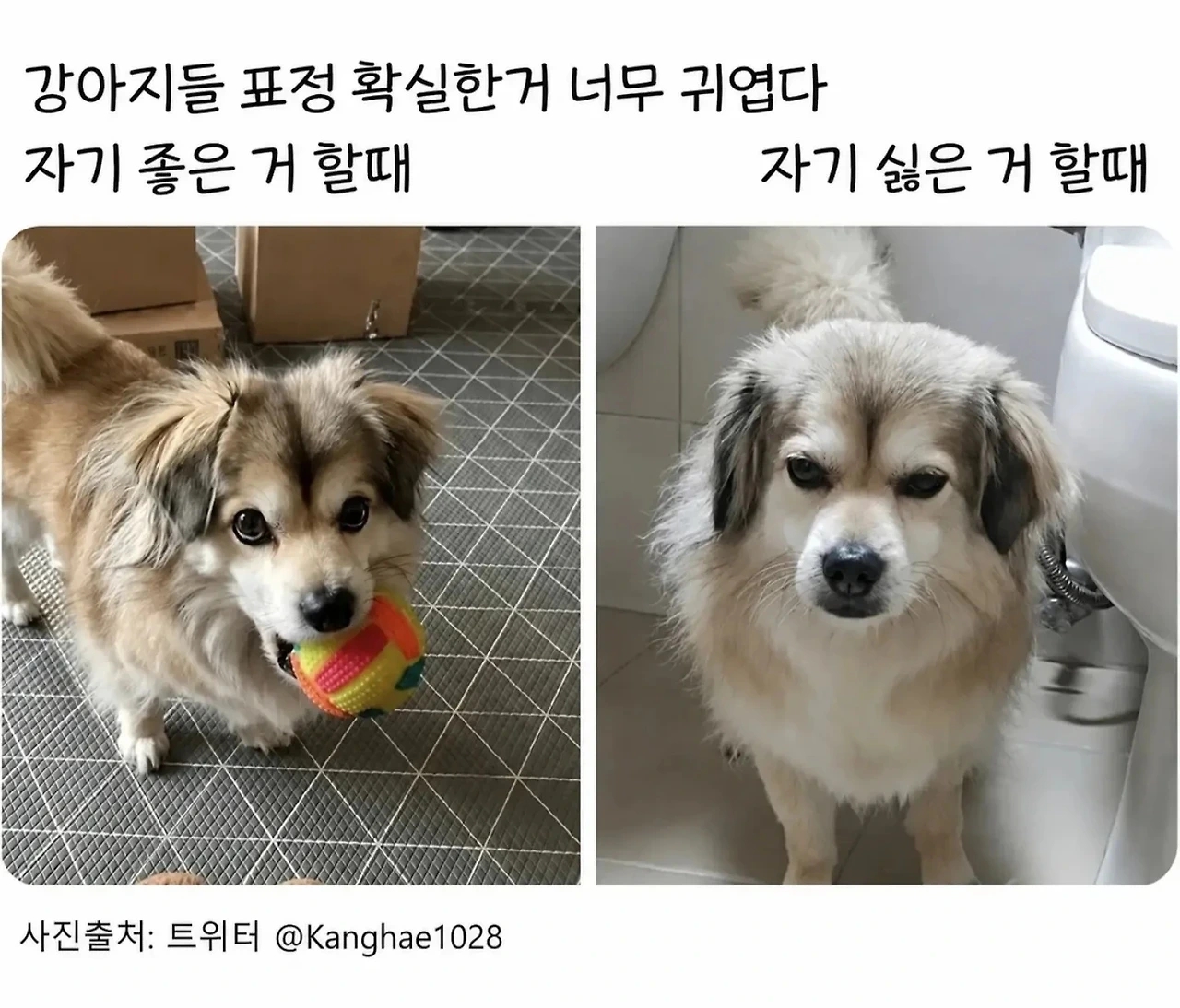 강아지 주인들은 다 안다는 국룰 표정ㅋㅋㅋㅋㅋ | 인스티즈