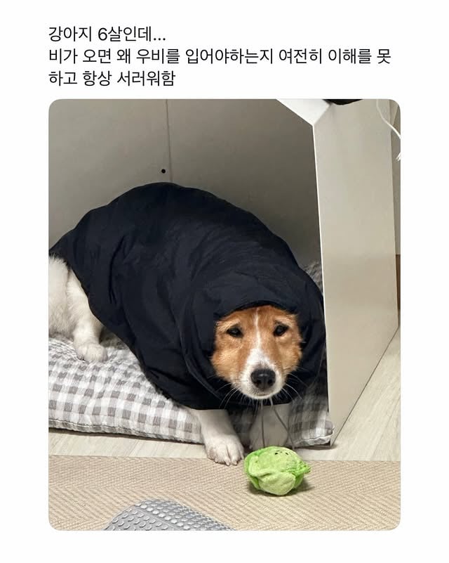 왜 우비를 입어야하는지 이해 못하고 서러워함 | 인스티즈