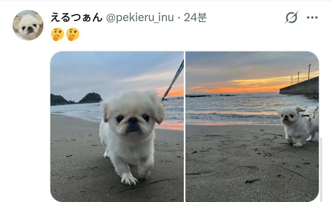 원래 강아지 모래사장 걸을 때 발바닥 쫙 피고 걸어요????? | 인스티즈