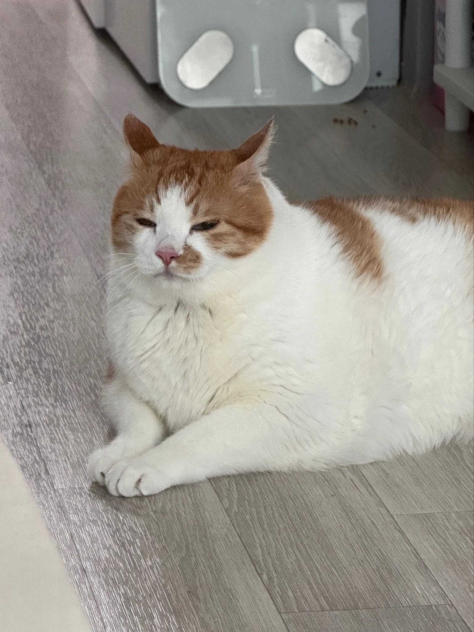 변비고양이 응가싸고 힘든 상태(안쓰럽) | 인스티즈