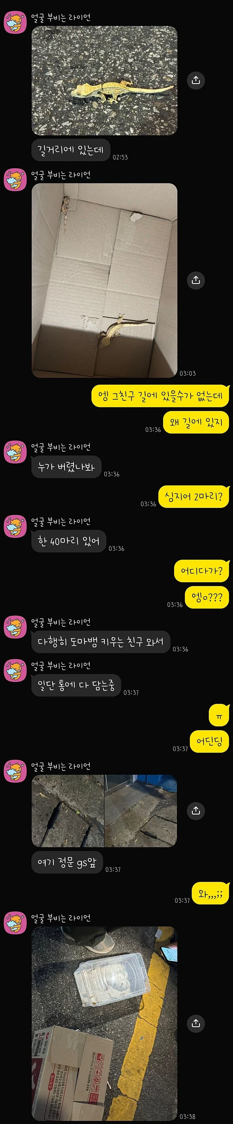 부산의 한 대학교 근처 길거리에 누가 도마뱀 100마리 유기함 | 인스티즈