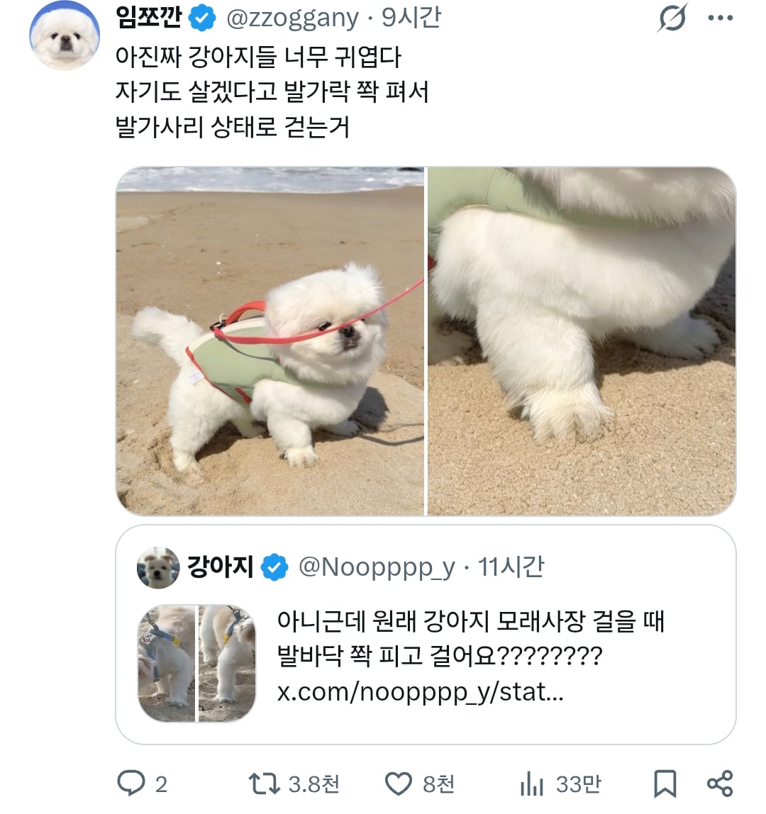 원래 강아지 모래사장 걸을 때 발바닥 쫙 피고 걸어요????? | 인스티즈