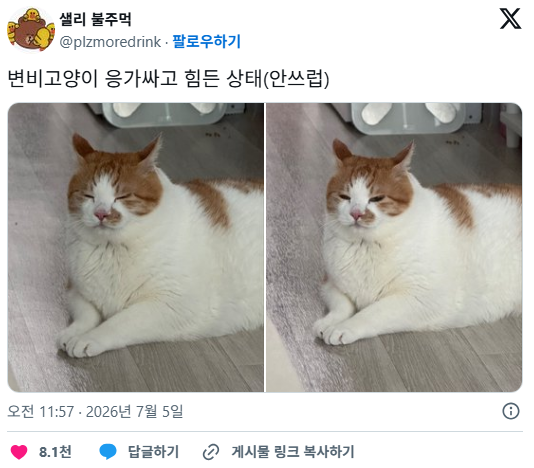 변비고양이 응가싸고 힘든 상태(안쓰럽) | 인스티즈