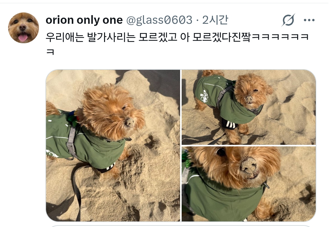 원래 강아지 모래사장 걸을 때 발바닥 쫙 피고 걸어요????? | 인스티즈