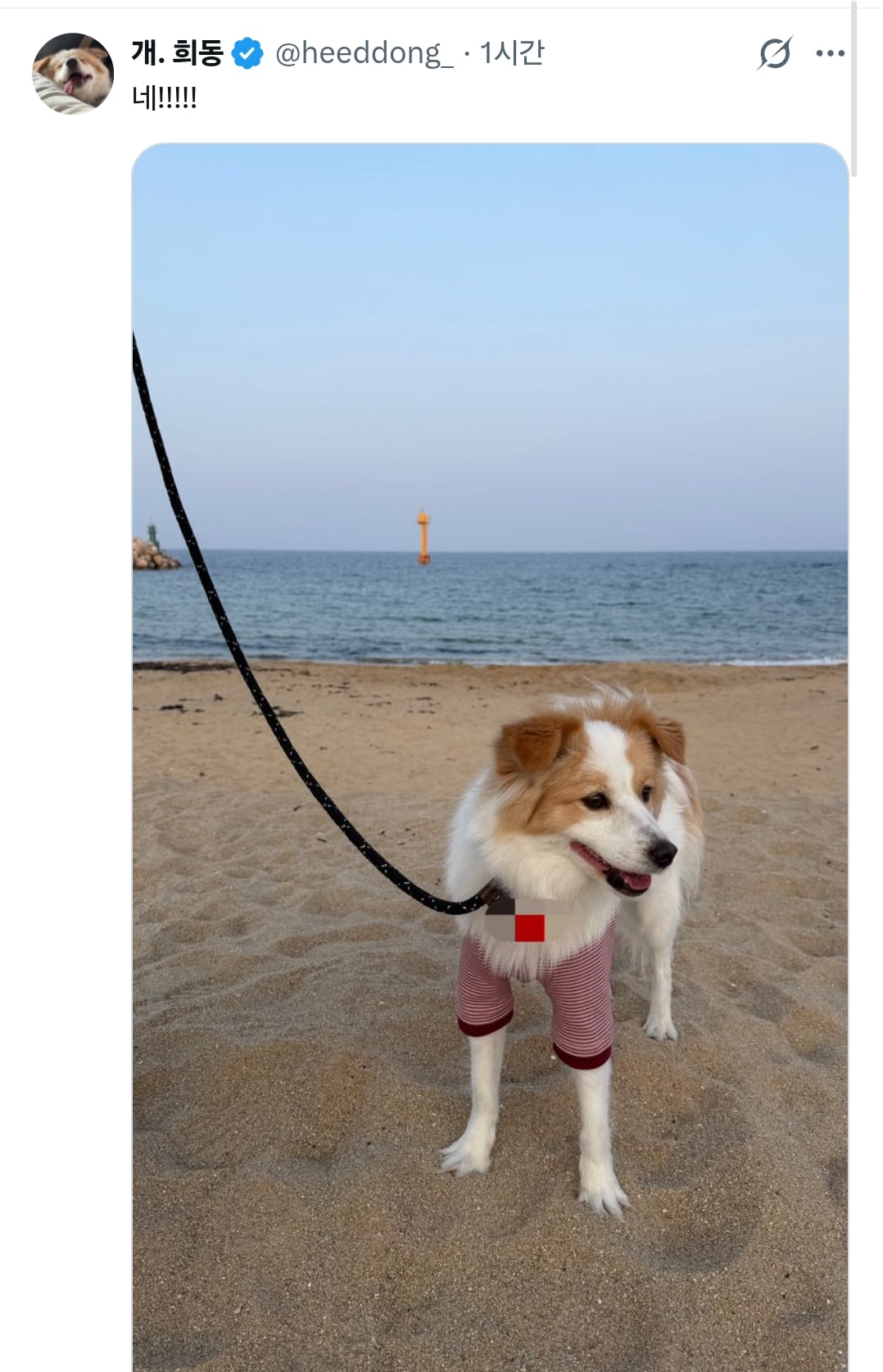 원래 강아지 모래사장 걸을 때 발바닥 쫙 피고 걸어요????? | 인스티즈