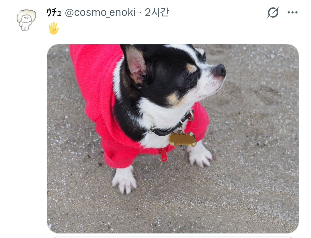 원래 강아지 모래사장 걸을 때 발바닥 쫙 피고 걸어요????? | 인스티즈