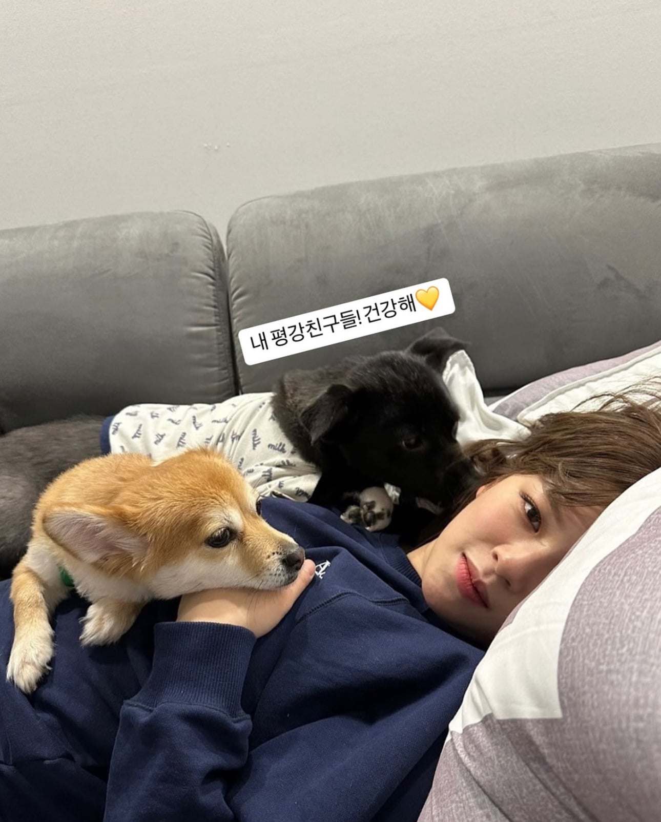 보호소에 사료가 떨어졌다는 소식이 올라오자 사료 기부한 트와이스 정연과 나폴리맛피아 | 인스티즈