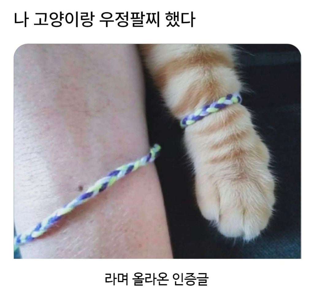 나 고양이랑 우정 팔찌 했다 | 인스티즈