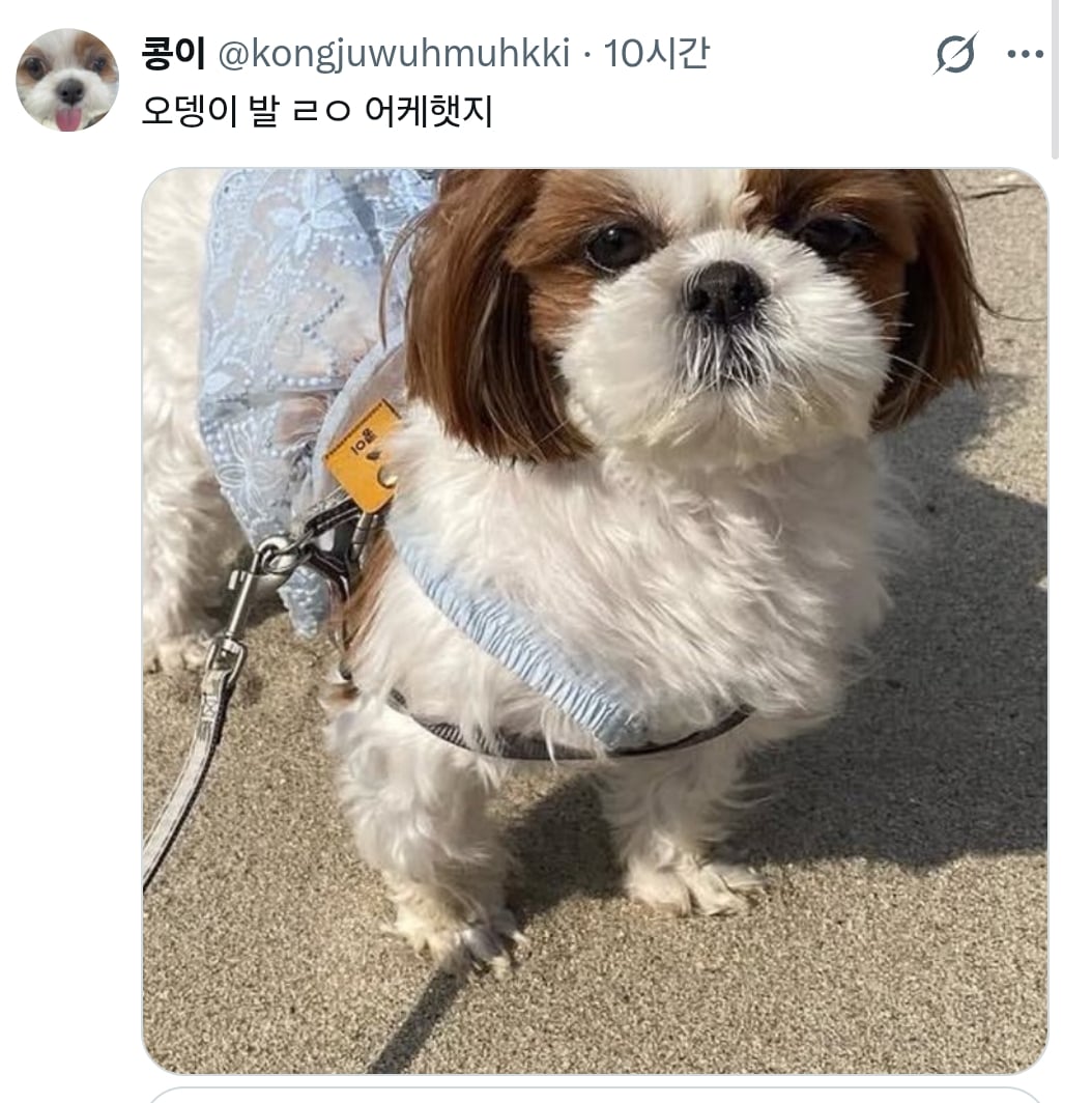 원래 강아지 모래사장 걸을 때 발바닥 쫙 피고 걸어요????? | 인스티즈