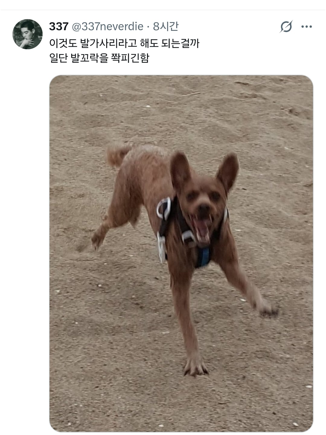 원래 강아지 모래사장 걸을 때 발바닥 쫙 피고 걸어요????? | 인스티즈