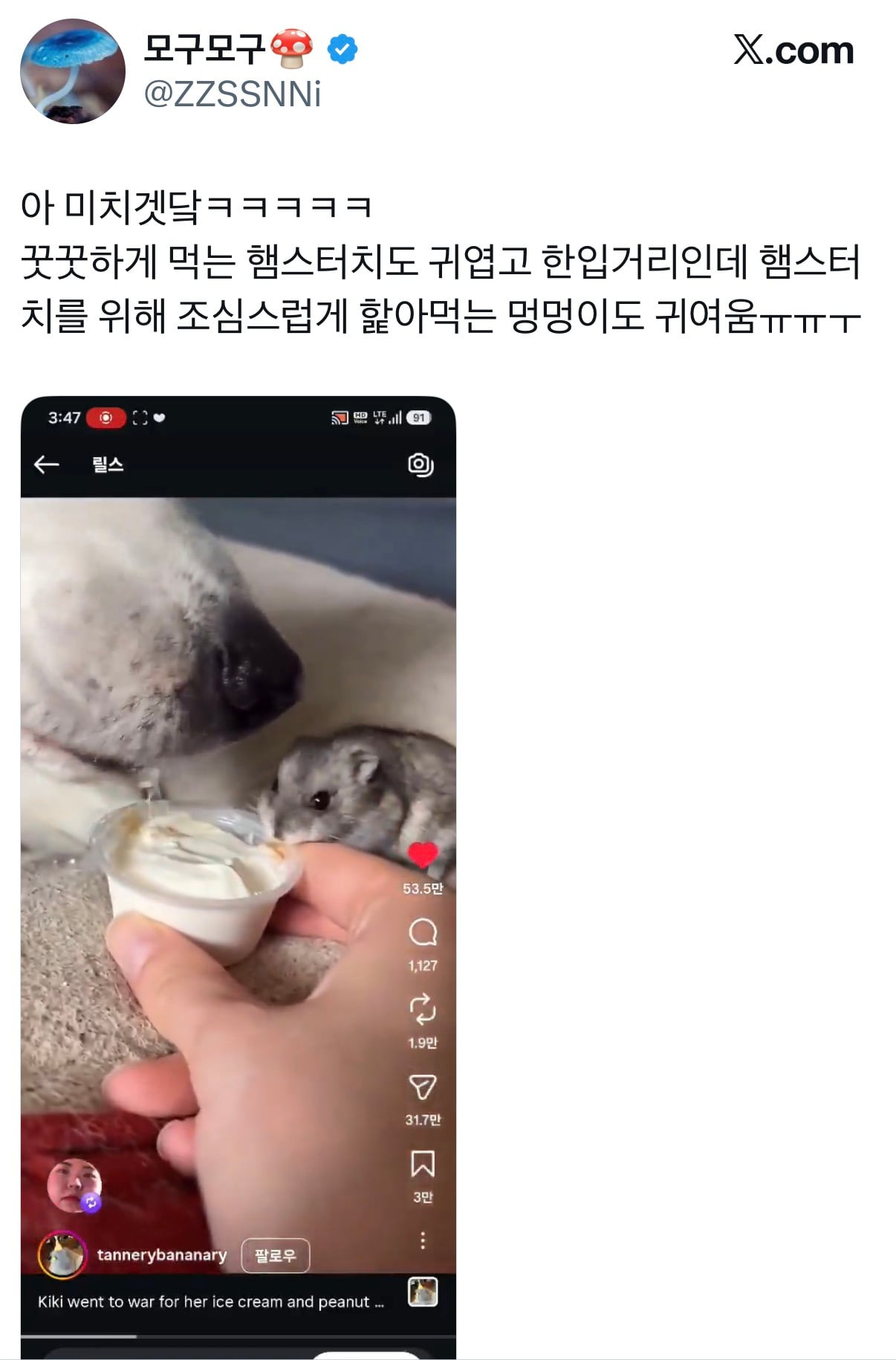 아이스크림 나눠먹는 강아지와 햄스터 | 인스티즈