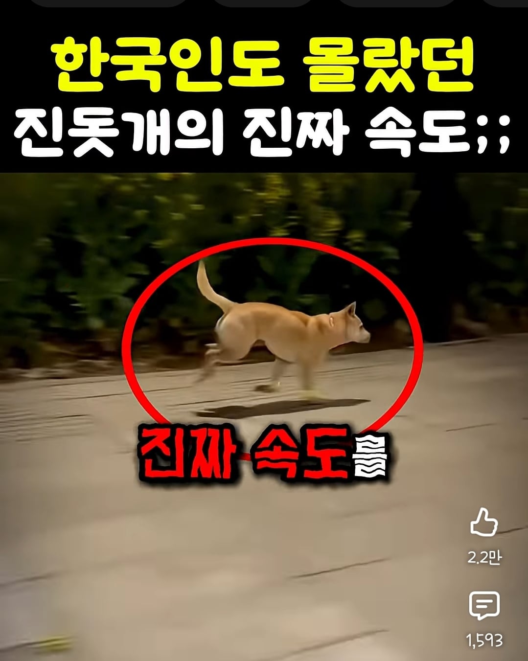 한국인도 몰랐던 진돗개의 진짜 속도 | 인스티즈