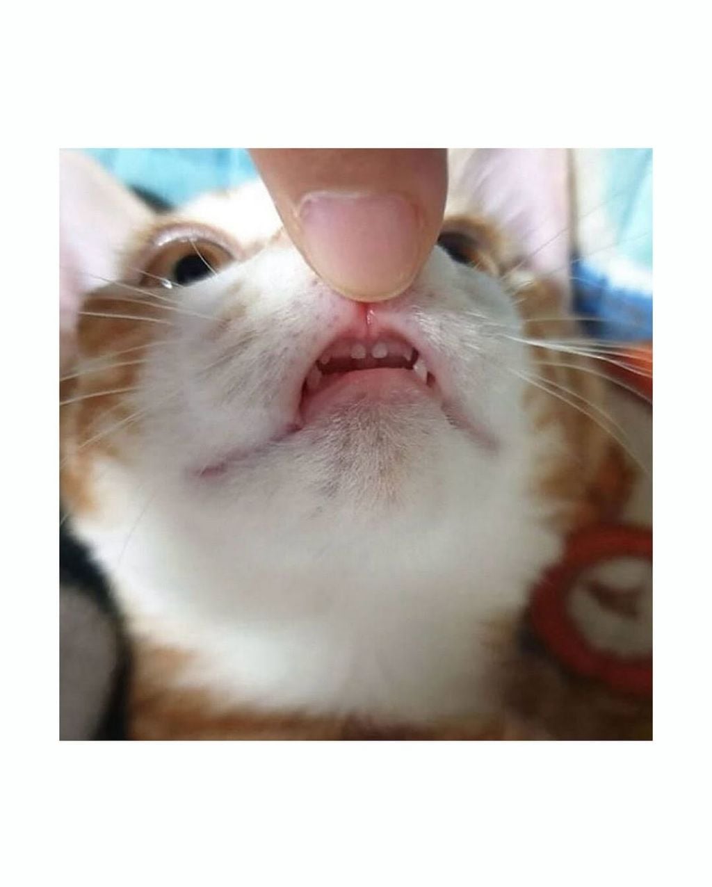월요일이니까 고양이 앞니 보고가세요 | 인스티즈
