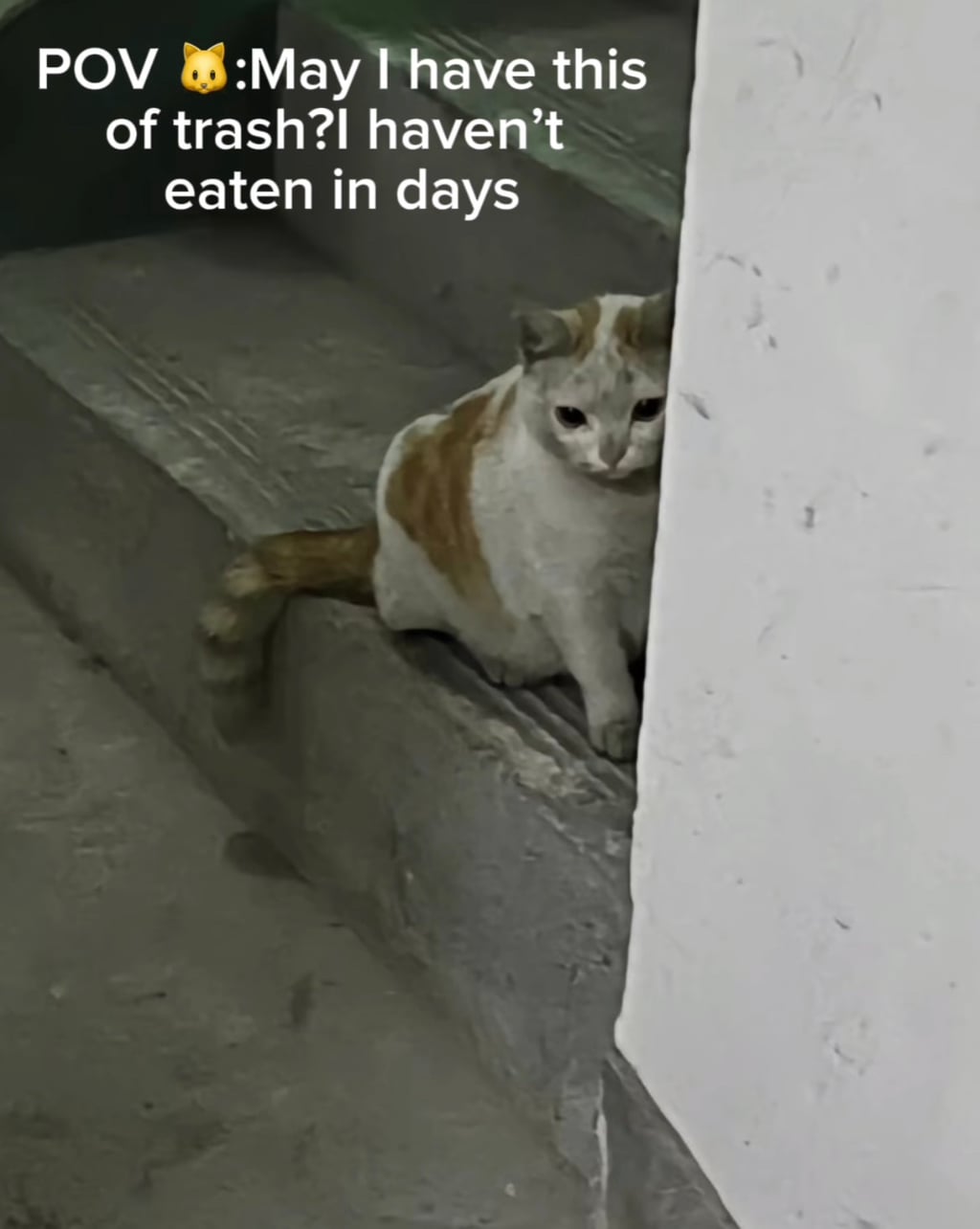 쓰봉찢다가 눈치보는 짠내나는 고양이 | 인스티즈