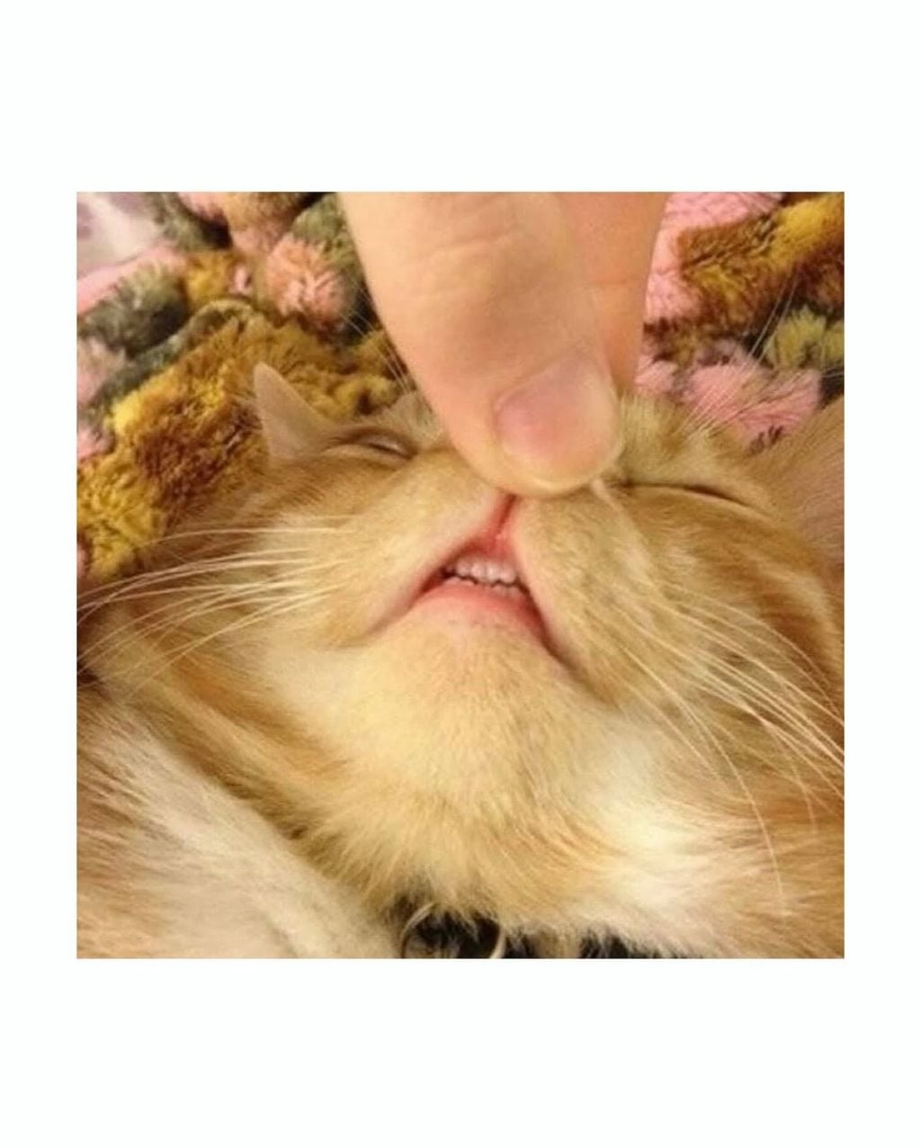 월요일이니까 고양이 앞니 보고가세요 | 인스티즈