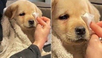 댕댕 : 언니 나 회사에서 짤렸어 ㅠ | 인스티즈