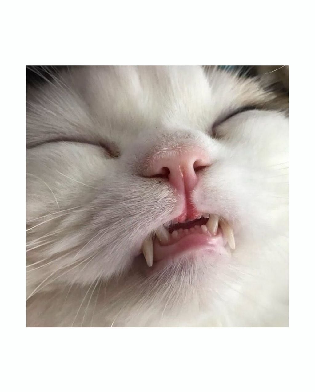 월요일이니까 고양이 앞니 보고가세요 | 인스티즈