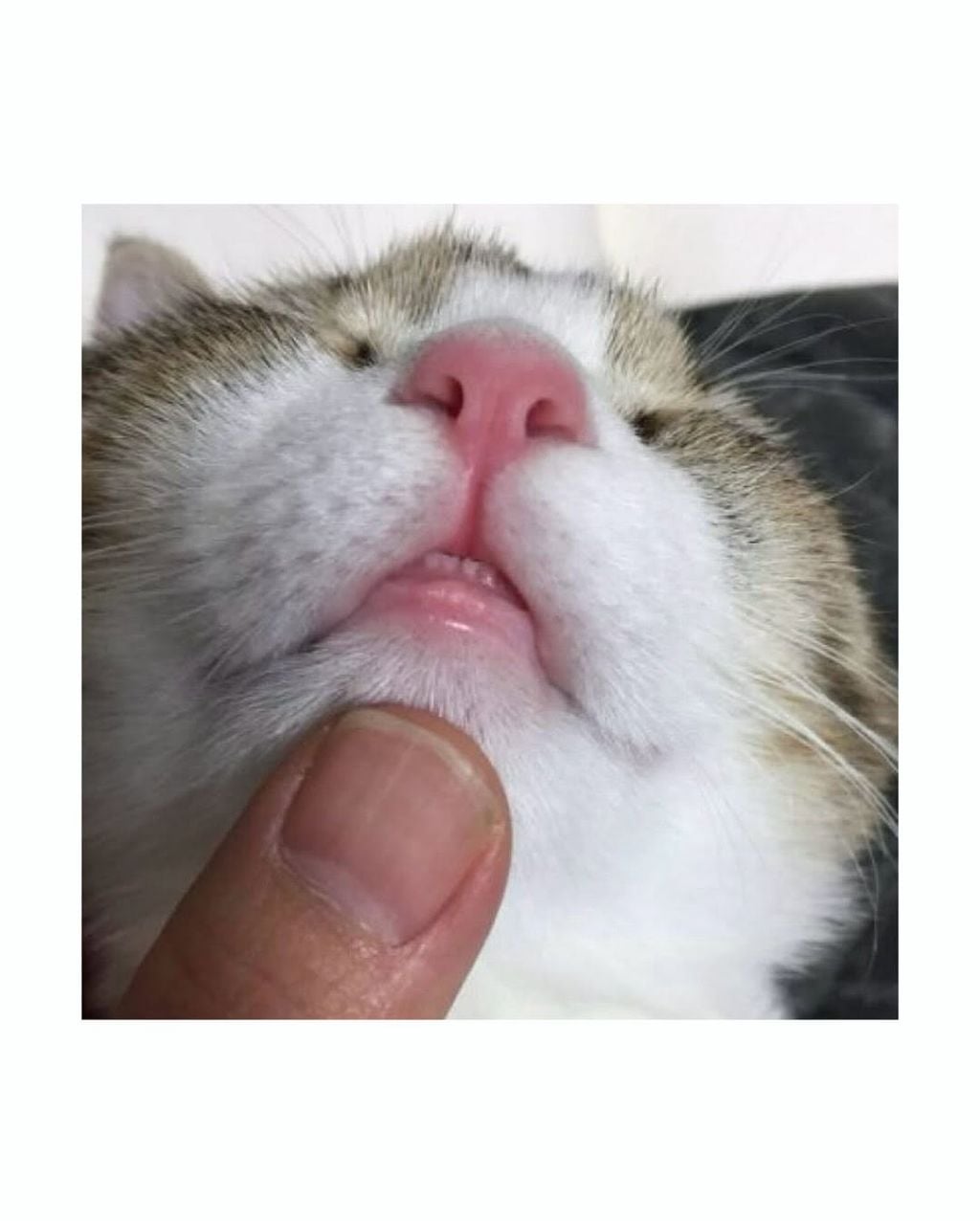 월요일이니까 고양이 앞니 보고가세요 | 인스티즈