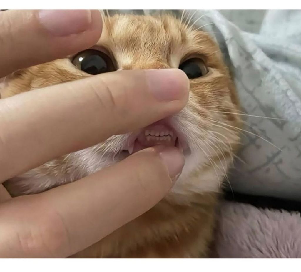 월요일이니까 고양이 앞니 보고가세요 | 인스티즈