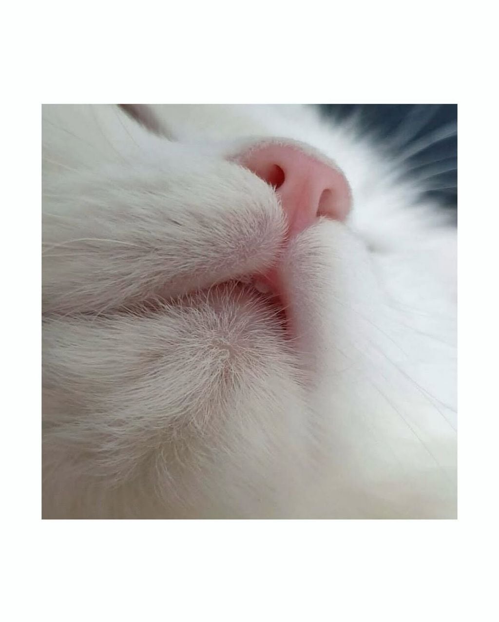 월요일이니까 고양이 앞니 보고가세요 | 인스티즈