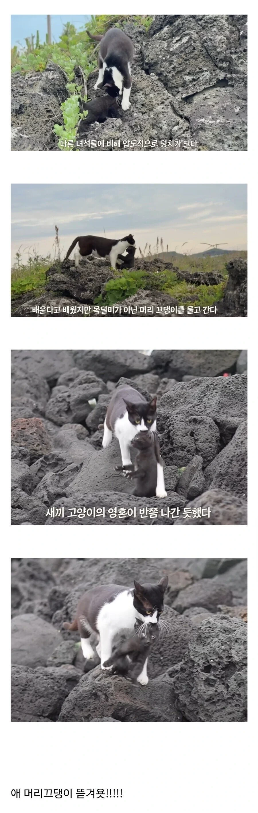 육아법을 잘못배운 고양이.jpg | 인스티즈